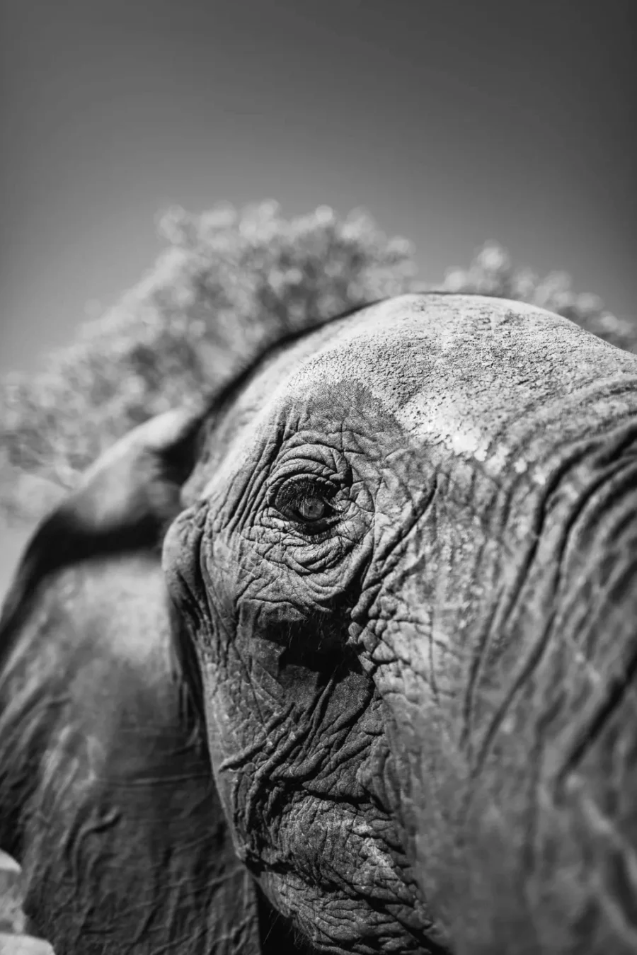 African Elephant Eye Print – Limited Edition