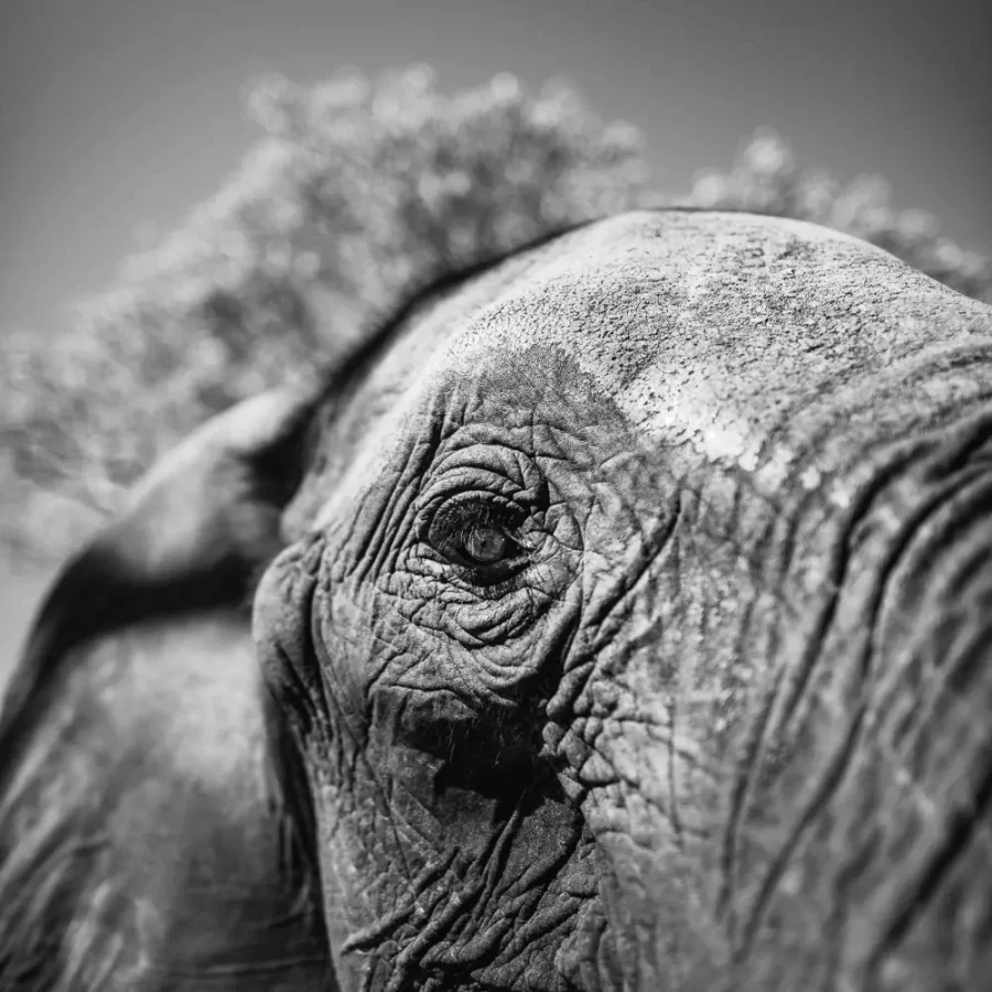 African Elephant Eye Print – Limited Edition