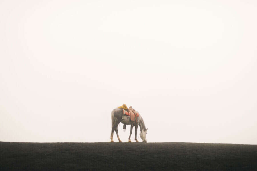 Volcan de Fuego horse print