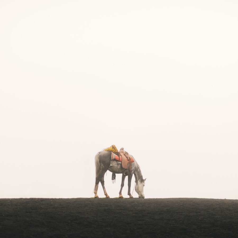 Volcan de Fuego horse print