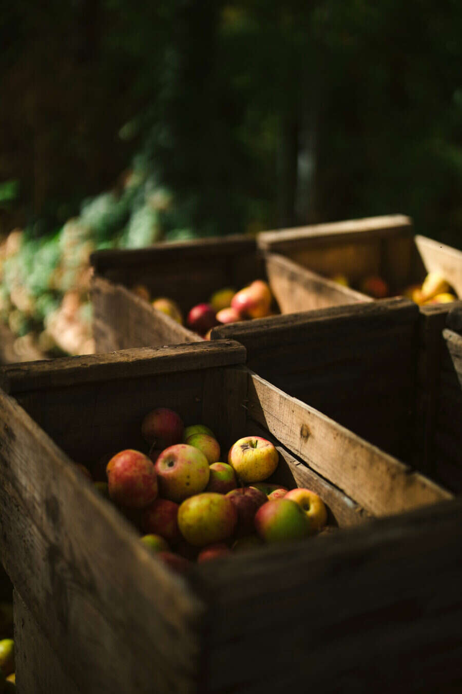 apple-crates-los-rios-print