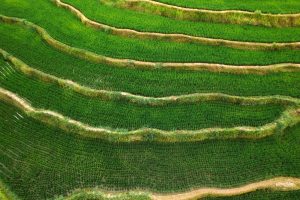 Bali Rice Fields Geometry Print – Limited Edition