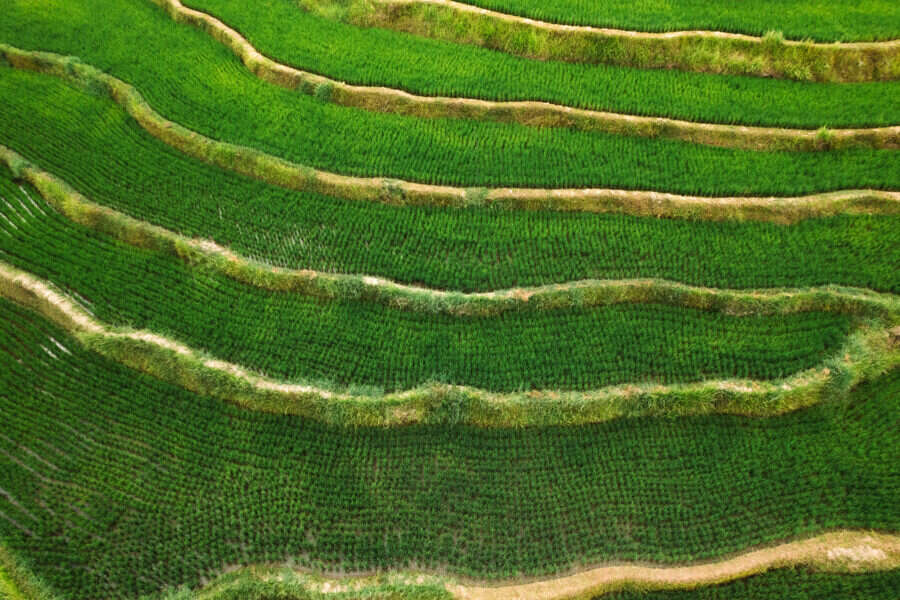 Bali Rice Fields Geometry Print – Limited Edition