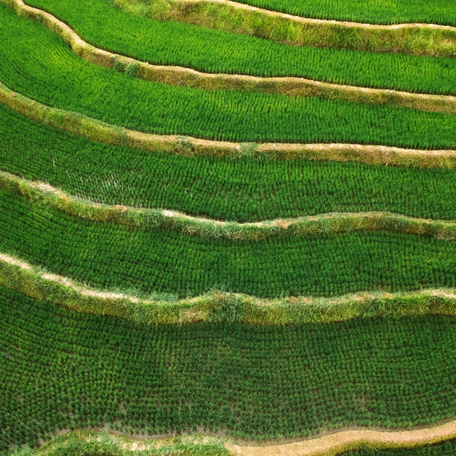 Bali Rice Fields Geometry Print – Limited Edition