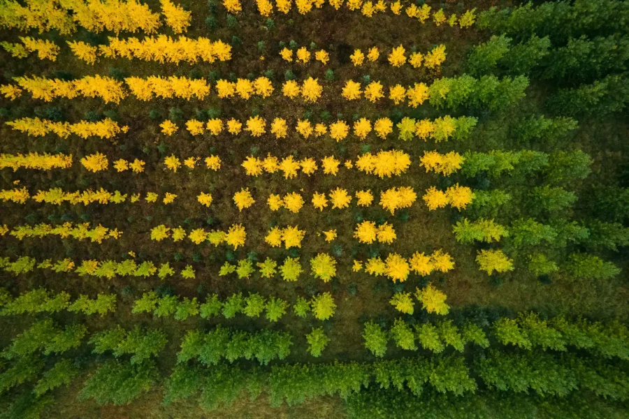 Iceland Tree Farm Aerial Print – Limited Edition