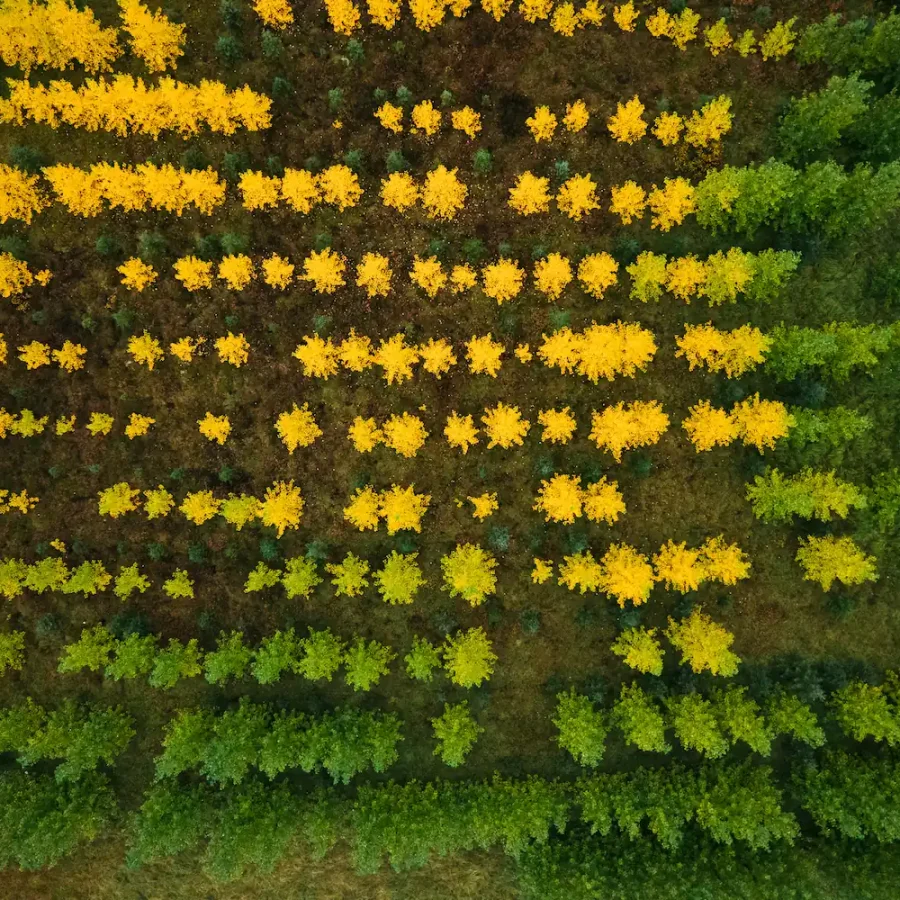 Iceland Tree Farm Aerial Print – Limited Edition