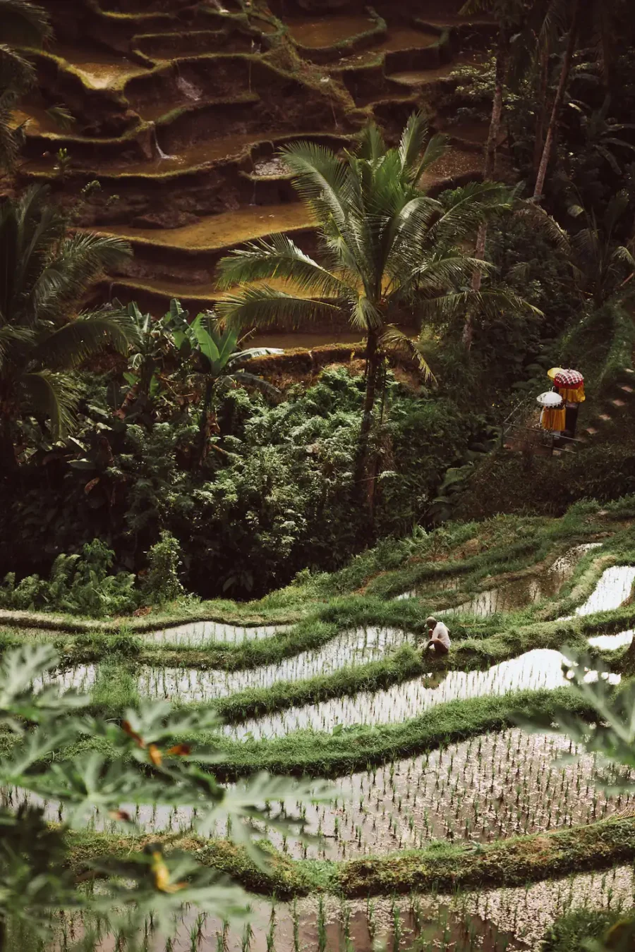Tagalalang Rice Terrace Bali Print – Limited Edition