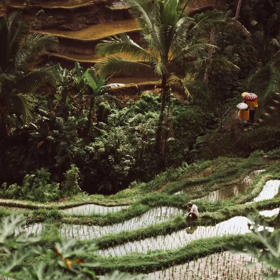 Tagalalang Rice Terrace Bali Print – Limited Edition