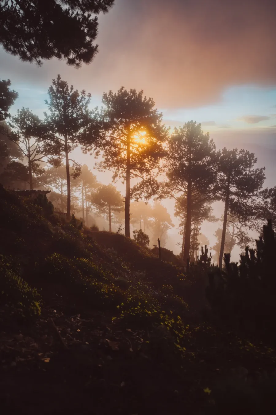 Sunrise breaking through fog and pine trees at base camp on Volcán Acatenango, Guatemala