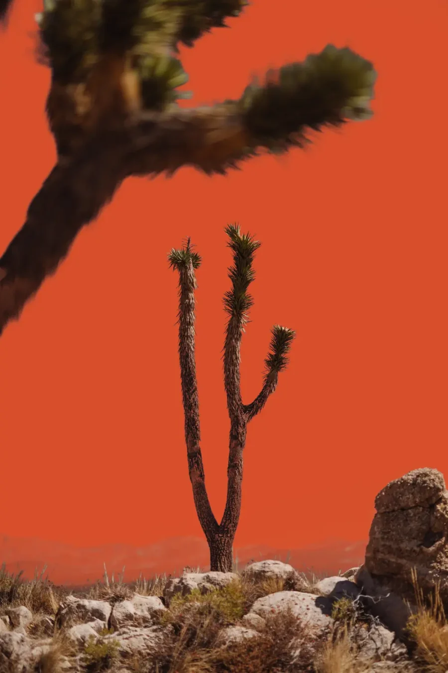 A Joshua tree silhouetted against a flat vermillion sky in the Mojave National Preserve