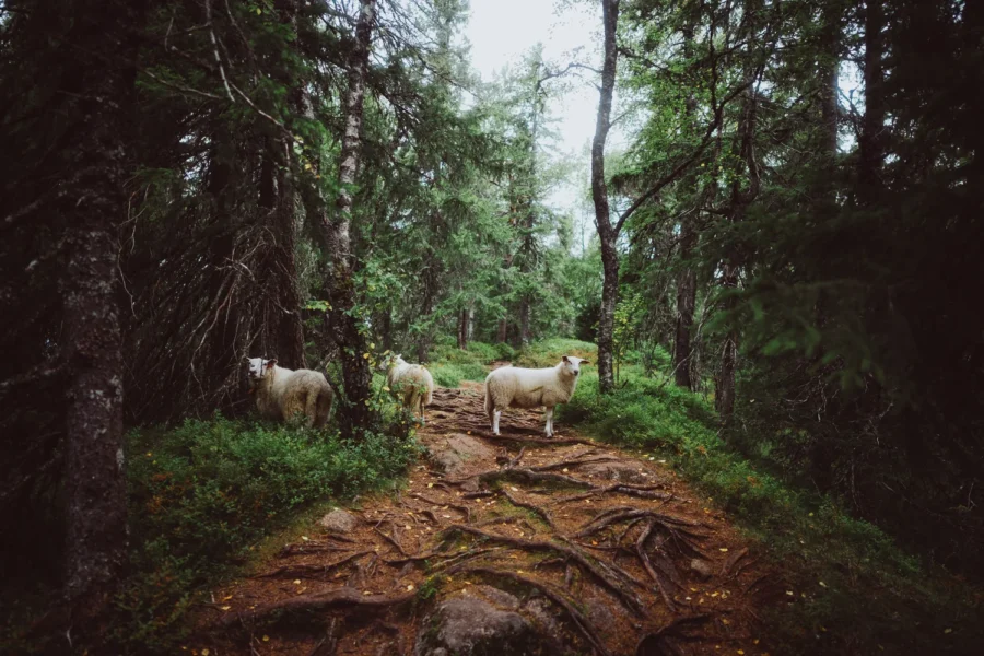 Three sheep standing on a root-tangled forest trail in the spruce woods at Mørkgonga outside Oslo, Norway