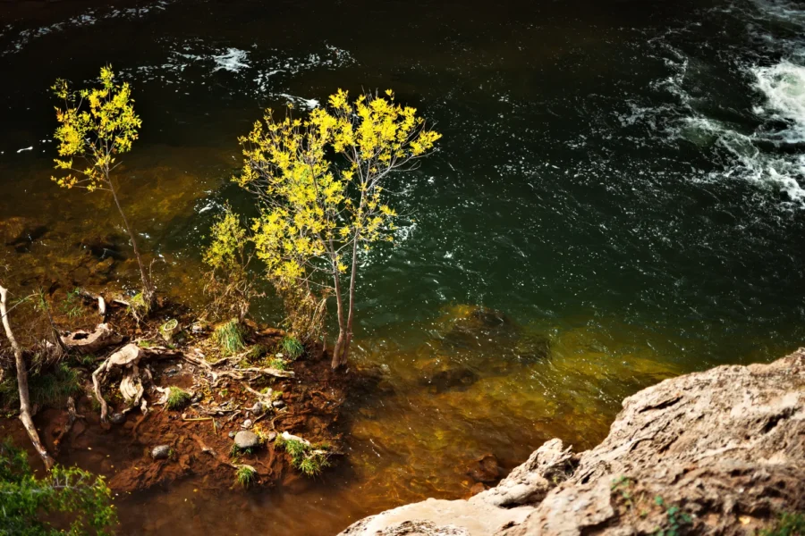 Young trees turning yellow at the edge of blue-green water at Fossil Creek, Arizona, backlit by the sun, with rushing current and a rock ledge in the foreground.